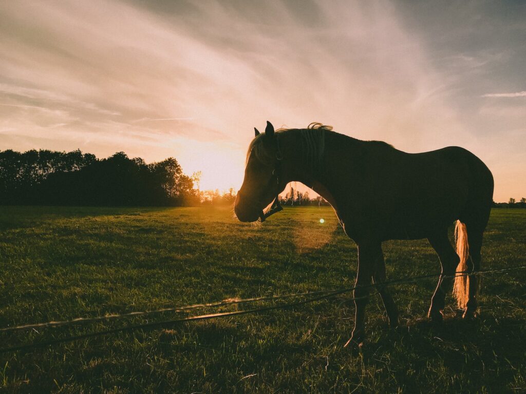 silhouette photography of horse