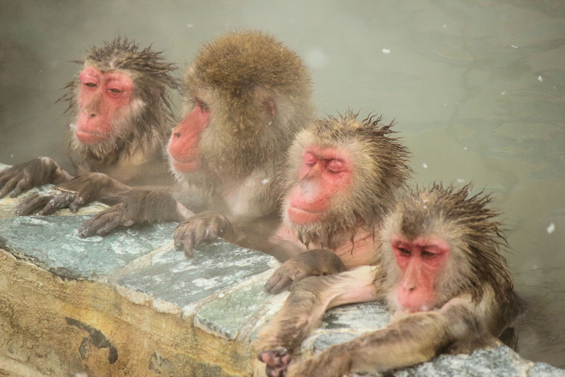 温泉に浸かる猿達