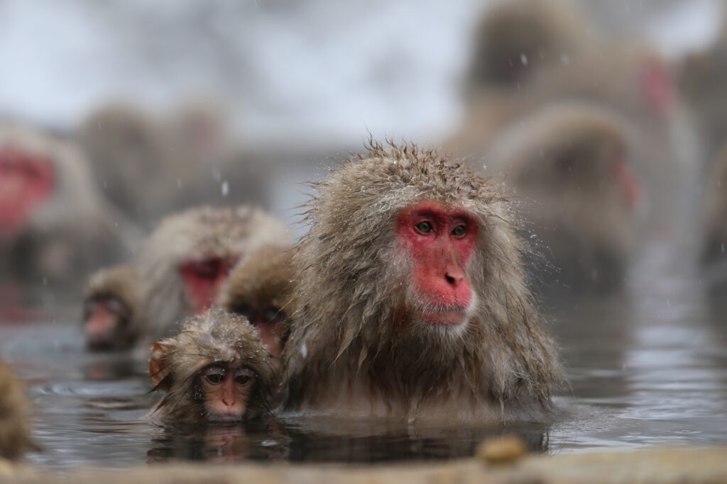 温浴ビジネスと入湯税