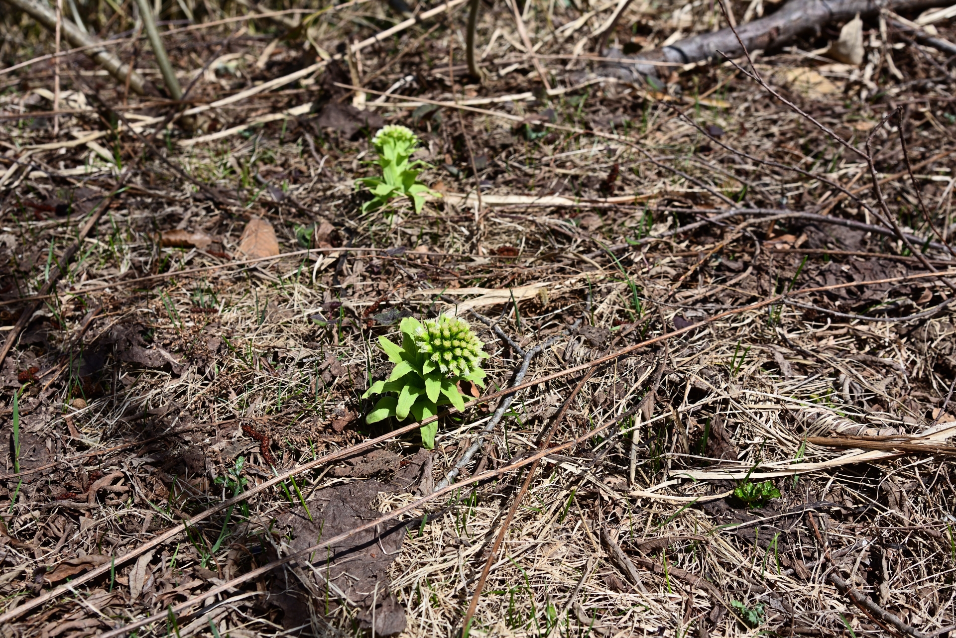 枯れ草の中に芽吹いたふきのとうが地面から顔を出している様子