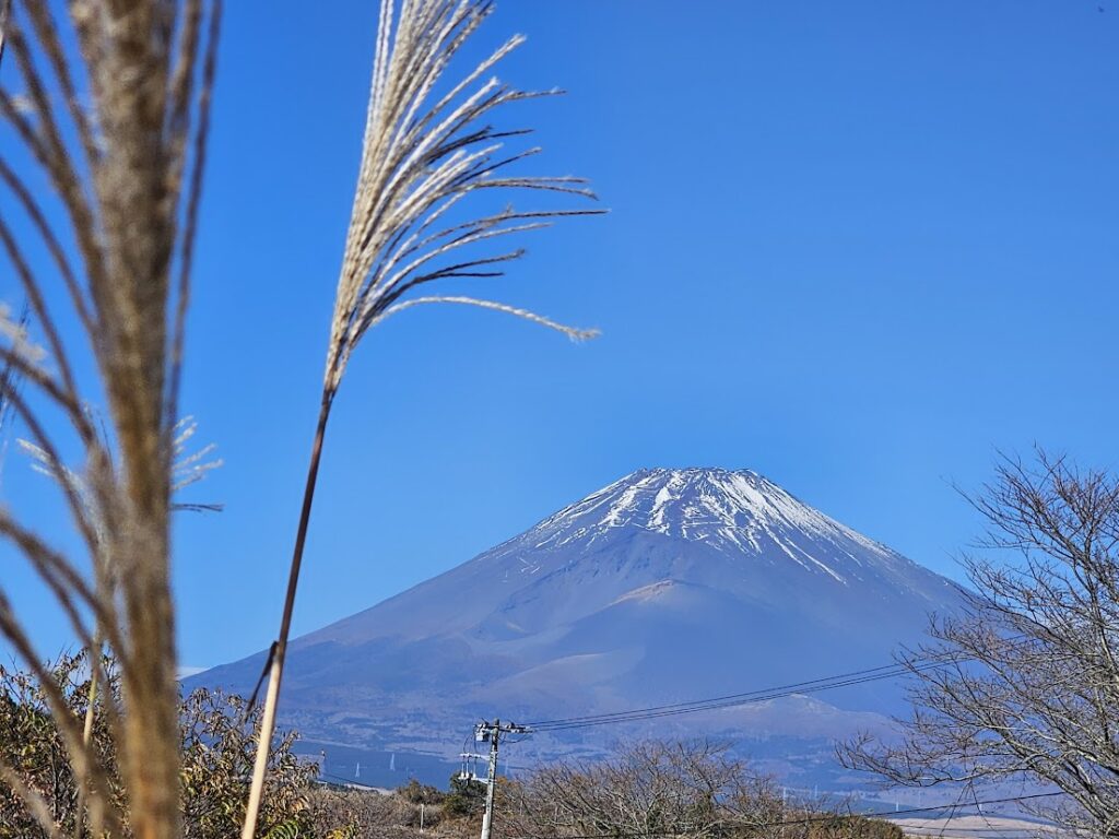 青空の下で雪化粧した富士山と手前に揺れるススキの風景