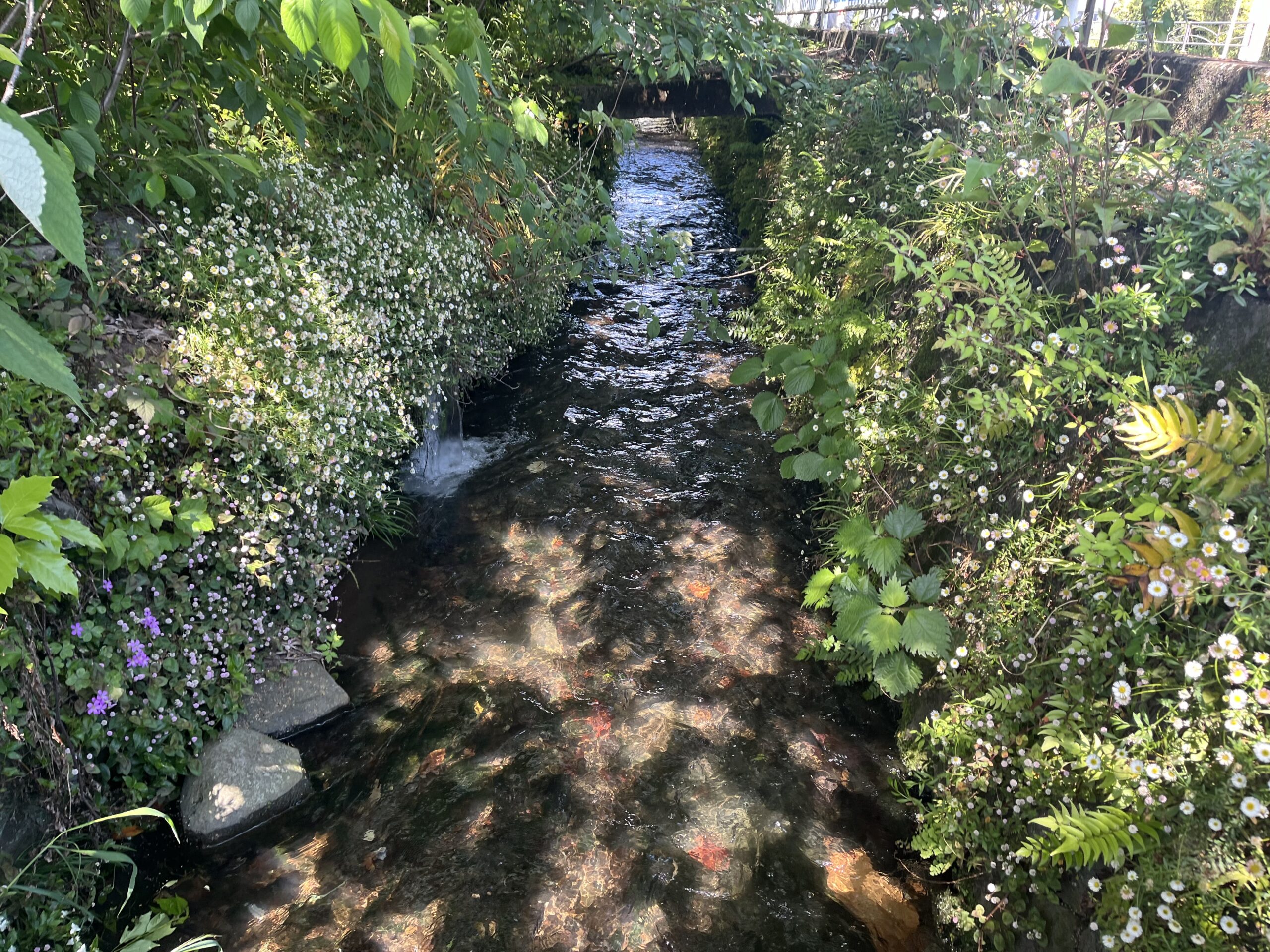 草花と緑に囲まれた小川が流れ、奥に小さな橋が見える水路の風景。