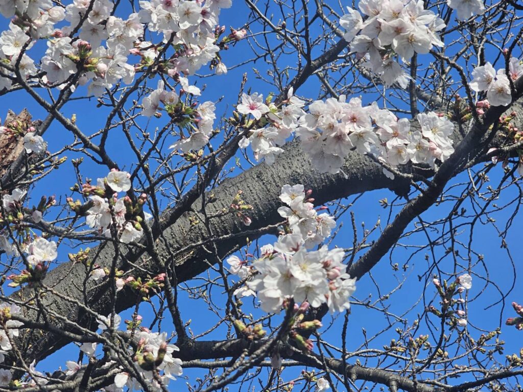 温浴施設の春のイベント企画を連想させる、青空を背景に咲いている桜の枝と花びらの様子です。