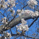 温浴施設の春のイベント企画を連想させる、青空を背景に咲いている桜の枝と花びらの様子です。