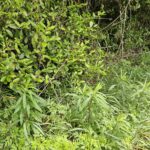 野外の草むらに生い茂る青々としたヨモギや野生の植物の様子