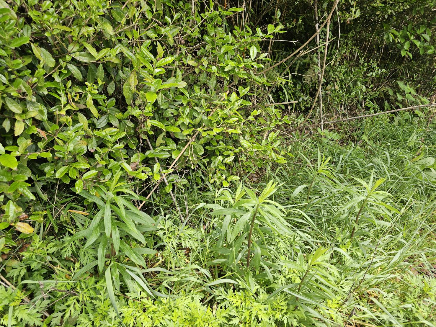 野外の草むらに生い茂る青々としたヨモギや野生の植物の様子